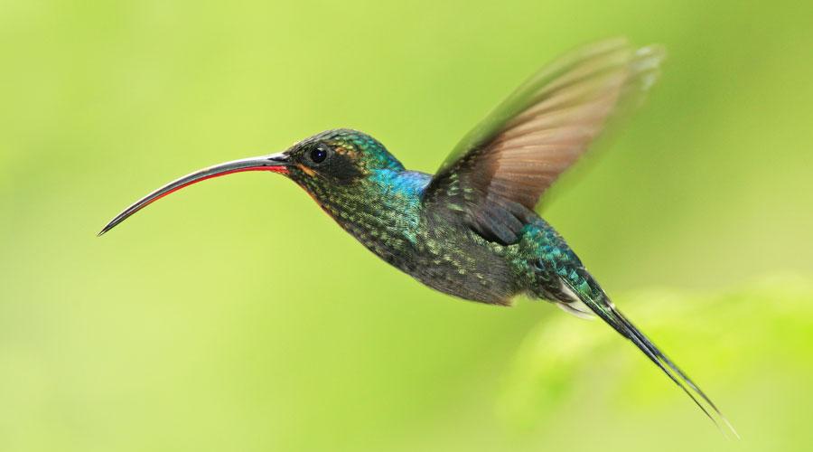 Là où se trouve la nature sauvage et la faune abondante du Costa Rica - background banner